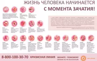 Развитие сердечной активности плода в разные периоды беременности: таблица недель и нормы.