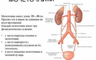 Анатомия и роль плоского эпителия в работе мочевой системы
