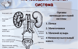 Описание и особенности структуры и функций мочеполовой системы у женщин – полная информация