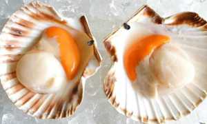 Морские гребешки — что нужно знать о пользе морепродукта