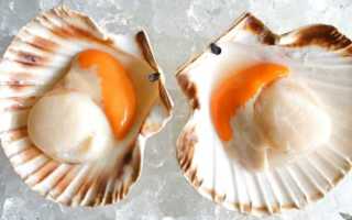 Морские гребешки — что нужно знать о пользе морепродукта