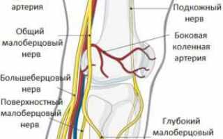 Малоберцовый нерв: анатомия, парез, защемление, симптомы и лечение, фото