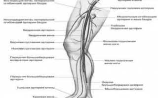 Как укрепить сосуды на ногах: препараты и гимнастика