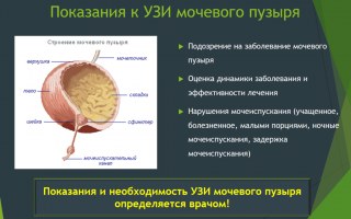 Особенности и нормы объема мочевого пузыря – всё, что нужно знать
