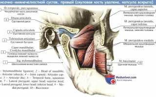 Строение связок и движение височно-нижнечелюстного сустава: обзор анатомии