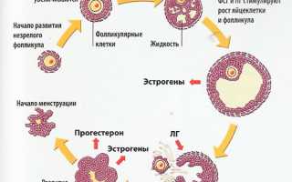 Основные этапы развития фолликула и его рост по дням