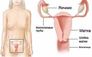 Анатомические особенности яичников у женщин: фото и подробное описание