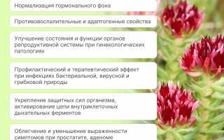 Преимущества применения красной щетки при эндометриозе – действительно ли она помогает?