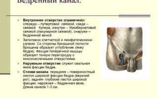 Анатомия бедренного канала: отверстия, кольцо, стенки, содержимое и границы