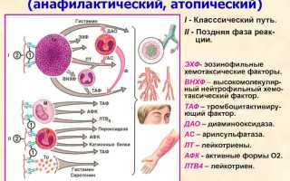 Основные типы аллергических реакций и их симптомы: разбираемся в разнообразии аллергенов
