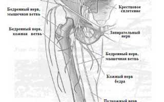 Анатомия и роли пояснично-крестцового сплетения и нервной системы нижней конечности