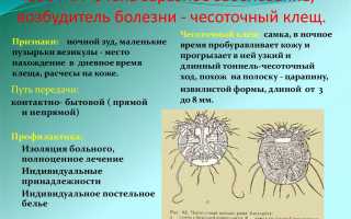 Сколько чесоточный клещ может прожить и в каких условиях?