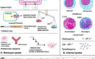 Основные компоненты и функции состава крови человека