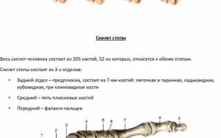 Строение и основные функции стопы