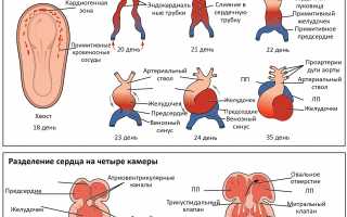 Развитие эмбриона в утробе: этапы формирования сердечной деятельности