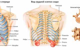 Основные аспекты анатомии и лечения патологий грудного отдела позвоночника
