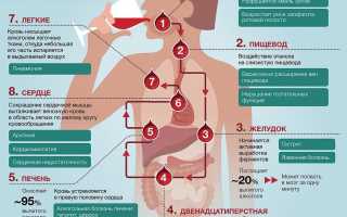 Влияние алкоголя на базальную температуру – факты и последствия