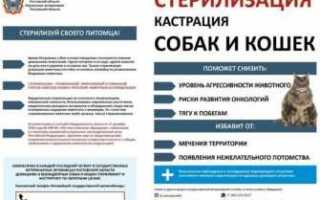 Кастрация мужчин – все, что нужно знать и увидеть в фотоальбомах