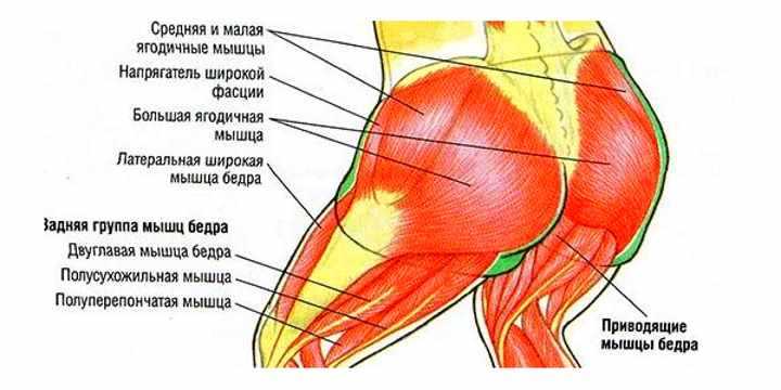 8 ягодичных мышц