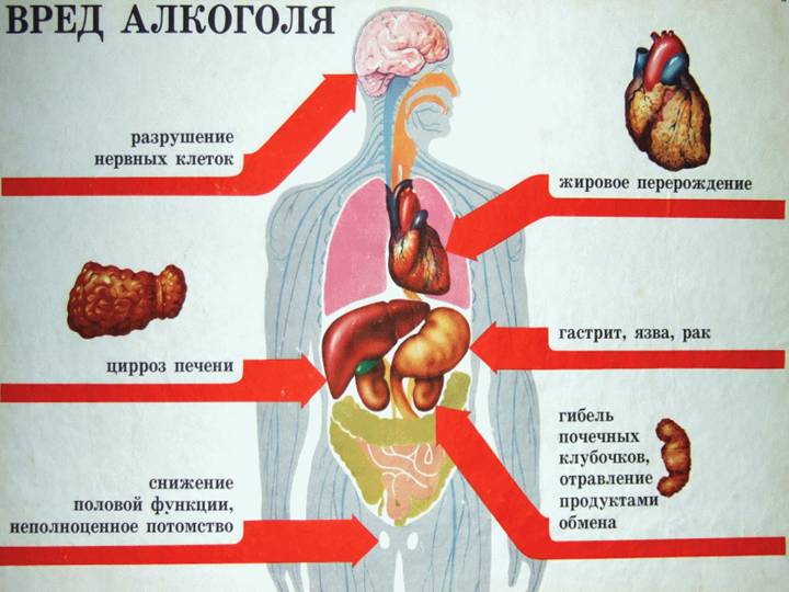Вредное воздействие алкоголя на внутренние органы