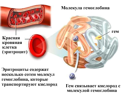 Что такое гемоглобин