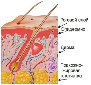 Строение кожи