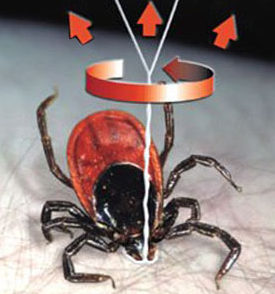 Ребенка укусил клещ