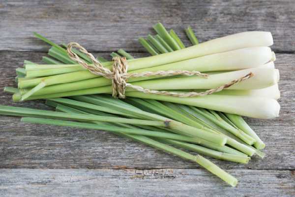 lemongrass-poleznye-svojstva-protivopokazaniya
