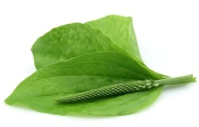 Листья подорожника подорожник