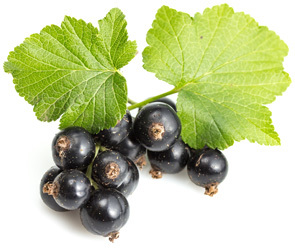 Черная смородина