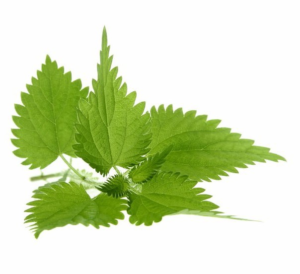 Крапива крапива