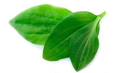 Подорожник подорожник