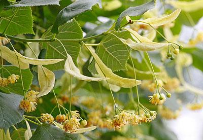 Липовый цвет