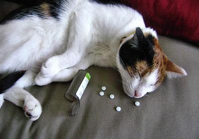 Отравление кошки лекарствами