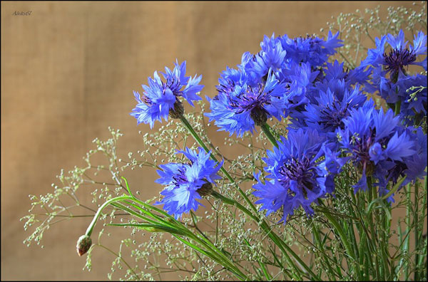 васильки от халязиона