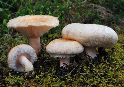 Грибы волнушки