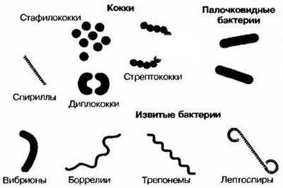 Виды бактерий