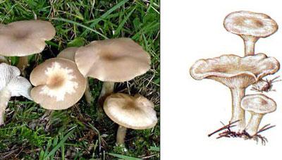 Говорушка восковатая