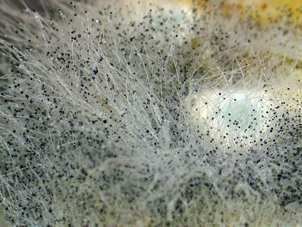 Плесневелые грибки