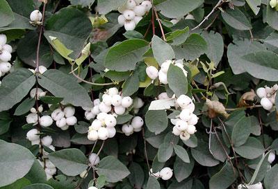 Белый снежноягодник