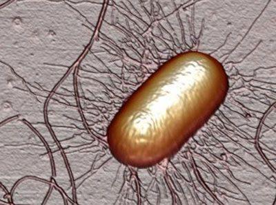 Энтерогеморрогическая кишечная палочка