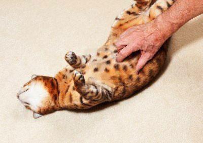 Пальпация живота кошки