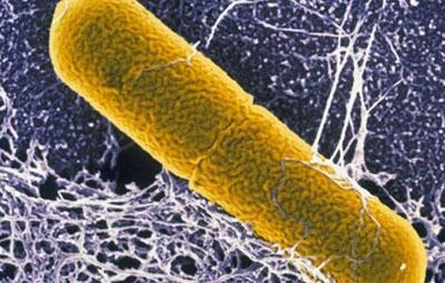 Возбудитель ботулизма