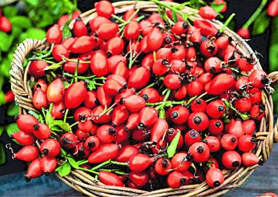 Плоды шиповника