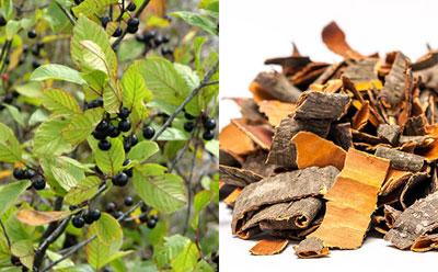 Кора крушины