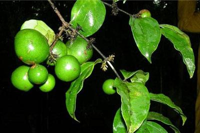 Плоды лианы кураре