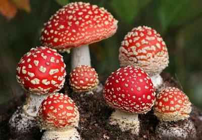 Мухомор красный
