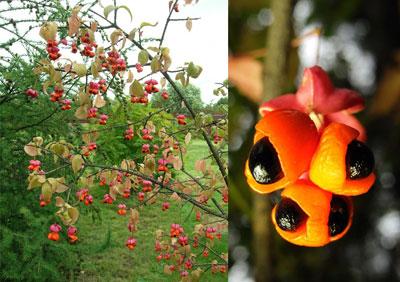 Плоды растения бересклет