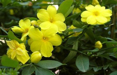 Цветы кураре