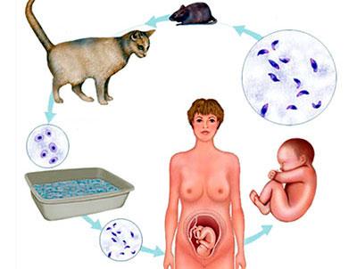 Заражение токсоплазмозом